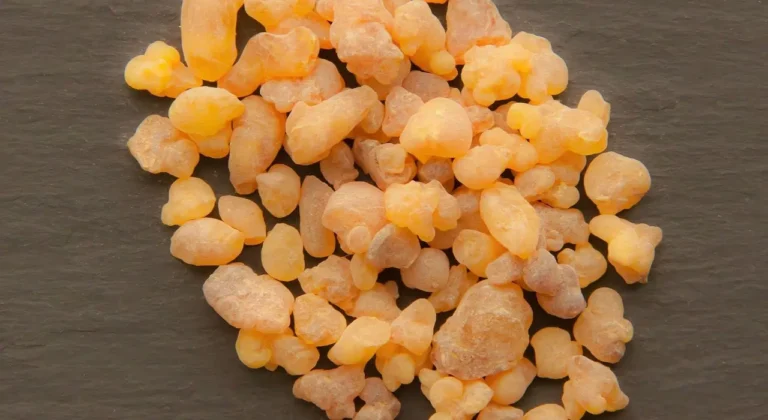 Boswellia sacra frankincense tree Oman facing global shortage [Pixabay]