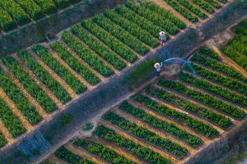 Aerial drone shot of a lush green vineyard with precise irrigation streams watering rows of vines under clear skies.