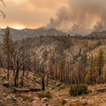 A photorealistic panoramic landscape of a declining California mountain forest under climate stress at dusk, featuring scorched leafless pine and oak trees with cracked bark in the foreground, thinning canopy with exposed rocky soil and shrub encroachment in the midground, distant ridges with rising wildfire smoke under a hot orange-tinted sky, rendered in warm earth tones like burnt oranges, dusty browns, and faded greens to convey environmental urgency.