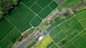 Google Turns Brazil’s Rice Fields Into a New Carbon-Removal Experiment