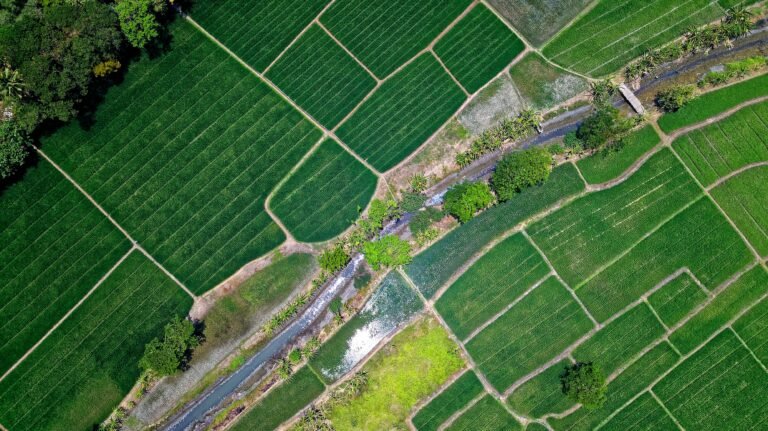 Google Turns Brazil’s Rice Fields Into a New Carbon-Removal Experiment